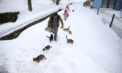 Karda sıraya giren kedilerin kahramanı: O imam
