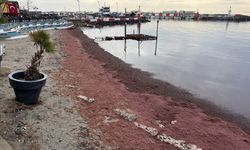 Tekirdağ sahili kırmızıya büründü: Lodosun ardından kıyıya vuran yosunların sırrı ne?