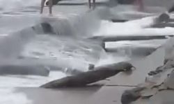 Kadıköy'de dalgaların çarptığı yüzücülerin arkadaşı: Amaç denize girmek değildi...