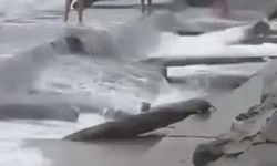 Caddebostan sahilde lodosta denize giren üç çılgın yaralandı