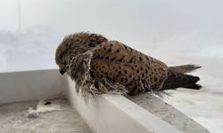 Yüksekova'da yürek burkan manzara: Minik yavru soğuğa dayanamadı