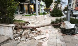 Denizli’de fırtına hayatı felç etti: Ağaçlar devrildi, çatılar uçtu