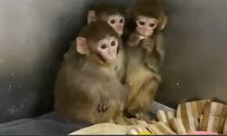 Bursa'da 3 makak maymunu yakalandı
