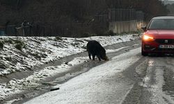 Aç kalan yaban domuzu şehre indi