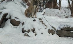 Artvin'de cesur bekçi köpeği 6 kurda tek başına meydan okudu