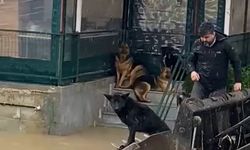 Evde mahsur kalan 4 köpek iş makinesiyle kurtarıldı