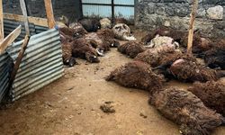 Aç kalan kurtlar 136 koyunu telef etti
