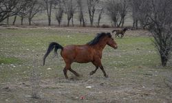 Ankara'da yaban hayatı kayıt altında! Yılkı atları havadan görüntülendi
