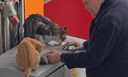 Safranbolu'da soğuk havayı ısıtan görüntü: Kedileri elleriyle besleyen şefkat dedesi mest etti!