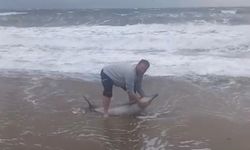 Ayvalık'ta karaya vuran yunusu vatandaşlar kurtardı