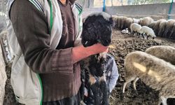 Bu kuzuyu gören bir daha bakıyor: İki başı ve dört gözü var