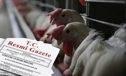 Tarım ve Orman Bakanlığı tarafından yumurtacı tavuklara ilişkin değişiklik Resmi Gazete'de yayımlandı