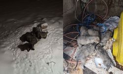 Mardin'de insanlık ölmedi: Terk edilen yavrular can buldu