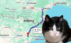 İspanya'da kayboldu, 250 kilometre yürüyüp fransa'daki evini buldu işte kedi fliounun hikayesi