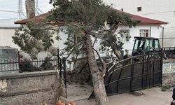 Bursa İznik'te faciayı tatil önledi! Okul bahçesine dev ağaç devrildi