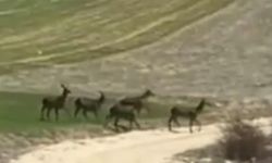 Doğa açlıkla mücadele ediyor: Ankara'da aç kalan hayvanlar...