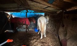 Otoyol kenarındaki kemikler jandarmayı at kasaplarına götürdü