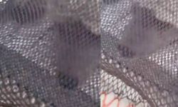 Giresun'da bir garip olay: Balıkçıların ağına ayı takıldı