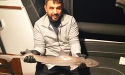 Bodrum'da balıkçıların oltasına köpek balığı takıldı