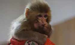 Bursa'da 3 makak maymunu yakalandı