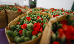 Türkiye'den 83 ülkeye 160 milyon dolarlık çiçek ihracatı! Hedef 180 milyon