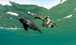 Ezber bozan caretta caretta Gümüş: Akdeniz'i gezmeye doyamadı 24 bin kilometre katetti