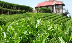 2025’te yaş çay rekoltesi 1 milyon 338 bin ton oldu