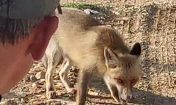Mardin'de yürekleri ısıtan anlar! Kuyuya düşen tilkiyi gençler kurtardı