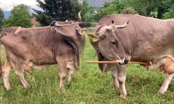 Bilim dünyasında ezber bozan keşif: Fırça kullanan inek tarihe geçti