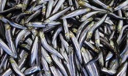 Tahtını palamuttan geri aldı: Hamsi yeniden denizlerin kraliçesi