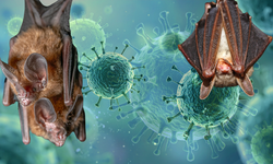 Hindistan Nipah virüsü nedir? Türkiye'de var mı? Nipah virüsü tedavisi var mı, ölümcül mü?