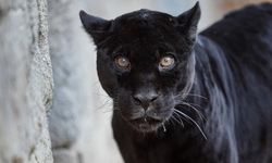 İzmir Doğal Yaşam Parkı'nın jaguarı Juliet öldü