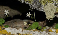 İzmir'de yeni bir bitki türü keşfedildi: İzmir Göbekotu
