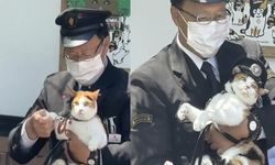 Japonya'da rayların yeni hakimi: Kedi 'Yontama' resmen görevebaşladı