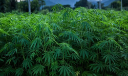 Karar Resmi Gazete'de: 21 ilde kenevir üretimine izin çıktı