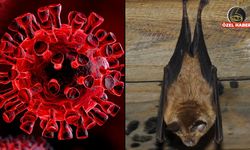 Hindistan'da Nipah alarmı: Ölümcül virüs dünyayı tedirgin etti! Ölüm oranı yüzde 75