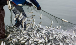 Karadeniz’den su ürünleri ihracatında rekor yıl: 400 milyon doları geçti
