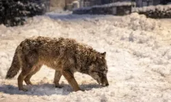 Aç kalan kurtlar 136 koyunu telef etti