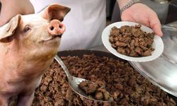 Aydın'da 3 bin kişiye domuz eti yedirdi: "Tehdit" iddiası ortaya çıktı