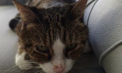 Kedinin beyninden kafatası büyüklüğünde tümör çıktı!