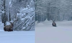 Kartepe'de kızıl geyik görüntülendi