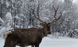 Kocaeli'de kızıl geyik görüntülendi