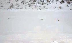 Yılbaşında kurt alarmı! Islığa aldırmadan yerleşim yerine indiler