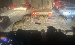 Şanlıurfa-Mardin yolunda çekildiği iddia ediliyor! Gerçek mi, değil mi?