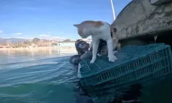 Balıkesir'de iskelede mahsur kalan kedi kurtarıldı