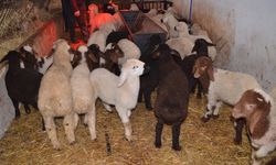 Muş'ta sütçü koyun projesi 41 kuzuyla başladı