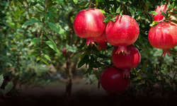 Nar ihracatı yüzleri güldürdü!