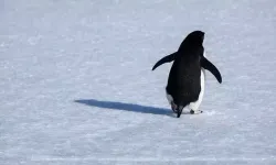 Nihilist penguen olayı nedir? Nihilist penguen ne anlatıyor? Trump alay konusu oldu...