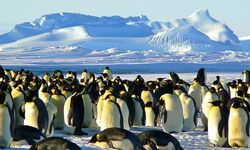 Antarktika’da biyolojik saat şaştı: Penguenler 24 gün erken üremeye başladı!
