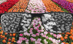 Renk körlüğü nedir? Renk körleri hangi rengi nasıl görür? Tedavisi var mı?